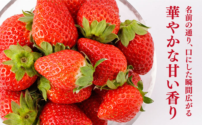 【先行予約】上品な香りの「かおり野」240g×4パック 【StrawberryFarm-K】 いちご [IBJ012]