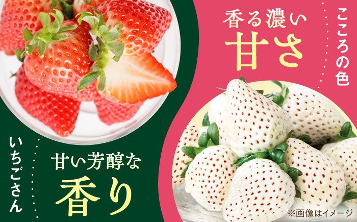 【R8年1月以降発送】こころの色＋いちごさん 1箱 【StrawberryFarm-K】 [IBJ022]