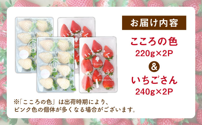 【R8年1月以降発送】こころの色×いちごさん 紅白いちごセット 計920g （こころの色220g×2パック、いちごさん240g×2パック） 【StrawberryFarm-K】 紅白いちご 希少 いちご 果物 フルーツ いちごさん セット [IBJ023]