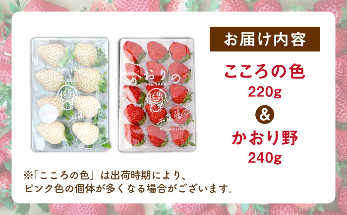 【R8年1月以降発送】こころの色×かおり野 紅白いちごセット 計460g （こころの色220g、かおり野240g）【StrawberryFarm-K】 紅白いちご 希少 いちご 果物 フルーツ かおり野 セット  [IBJ024]