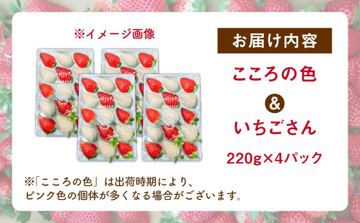【R8年1月以降発送】こころの色×いちごさんミックス 紅白いちごセット 計880g（220g×4パック） 【Strawberryfarm-K】 紅白いちご 希少 いちご 果物 フルーツ いちごさん セット [IBJ027]
