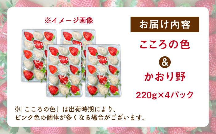 【R8年1月以降発送】こころの色×かおり野ミックス 紅白いちごセット 計880g（220g×4パック） 【Strawberryfarm-K】  紅白いちご 希少 いちご 果物 フルーツ かおり野 セット [IBJ029]