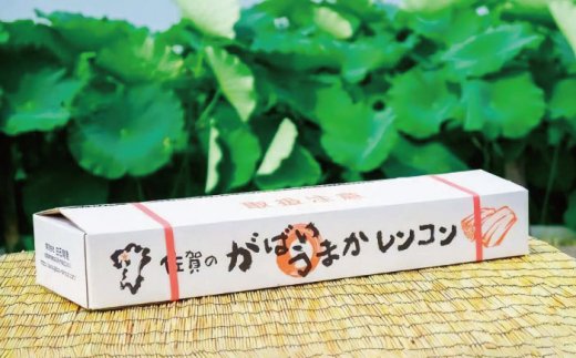 【年内発送】産地直送！白石れんこん（泥付き）2kg【有限会社白石開発】 [IBN001]