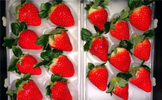 【先行予約】【全4回定期便】特別栽培いちご2品種食べ比べ（さがほのか・いちごさん） 【井崎農園】イチゴ [IBP002]