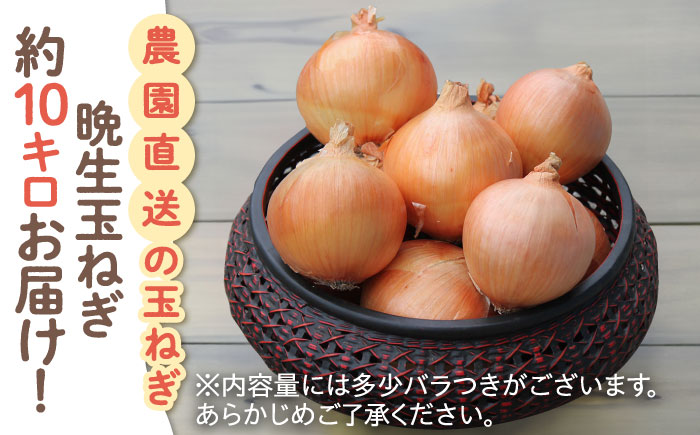【農家直送！】こだわり 晩生玉ねぎ 約10kg【一ノ瀬農園】たまねぎ 玉葱 [IBQ009]