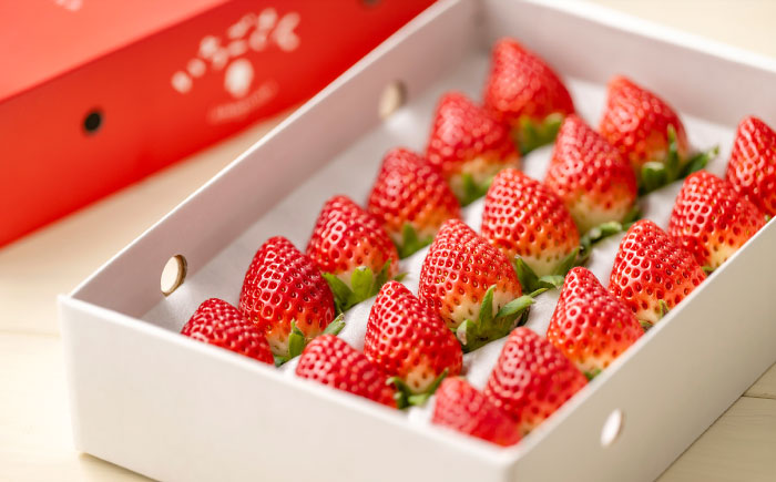 【R8年2月以降発送】ギフトにもおすすめ！化粧箱入り いちごさん 500ｇ以上 【8/12ICHIGOFARM】[IBR003]