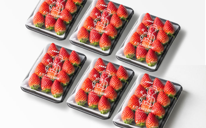 【R8年2月以降発送】いちごさん 240g×6パック 【8/12ICHIGOFARM】 [IBR007]