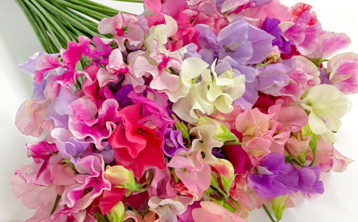 【R8年1月以降発送】 【生産農家直送！】【3回定期便】スイートピー 花束 50本（ミックス）【木下農園】生花 [IBW006]