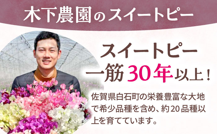 【R7年度12月以降発送】 【生産農家直送！】スイートピー 花束 50本（紫）【木下農園】 [IBW008]