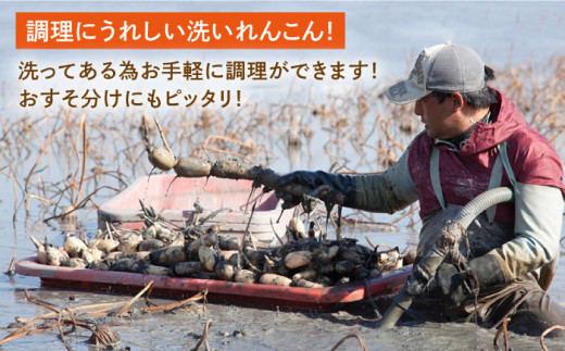 【年内発送】洗いれんこん 真空パック入り 300g×12袋（計3.6kg）【有限会社マルハ園芸】レンコン 蓮根 野菜 根菜 [ICC004]