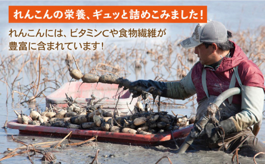 【ギフトにもおすすめ！】れんこん茶とパウダーのセット（れんこん茶×3/れんこんパウダー×1）【有限会社マルハ園芸】蓮根 [ICC006]