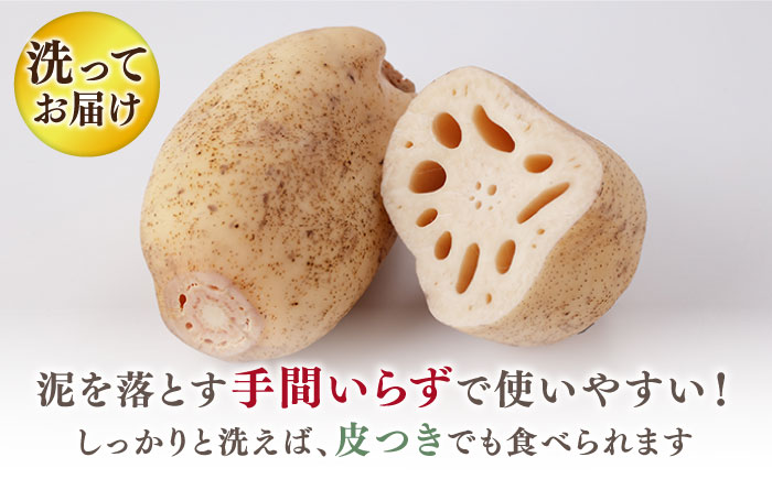 【R8年1月以降発送】【真空パック】リピーター続々！ 洗いれんこん 約2kg（8-15袋入り）【和泉農園】 蓮根 [ICE001]