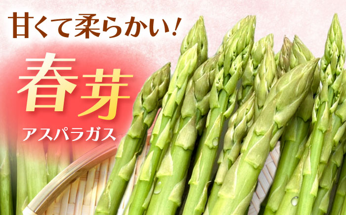 甘くやわらか！こだわり 春芽 アスパラガス 約1kg【ふぁふぁふぁーむ】アスパラ [ICS001]