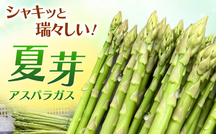 甘くやわらか！こだわり 夏芽 アスパラガス 約1kg【ふぁふぁふぁーむ】アスパラ [ICS002]