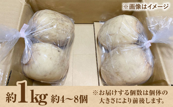 【野菜ソムリエサミット金賞】白石町産 絶品洗いれんこん約1kg【野中農園】 [IDC001]