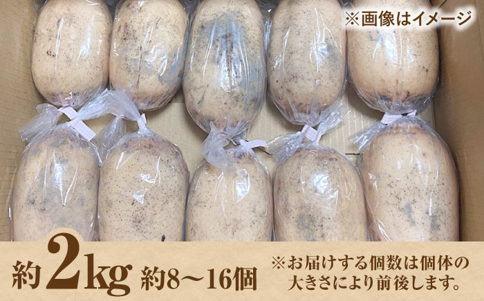 【野菜ソムリエサミット金賞】白石町産 絶品洗いれんこん約2kg【野中農園】 [IDC002]