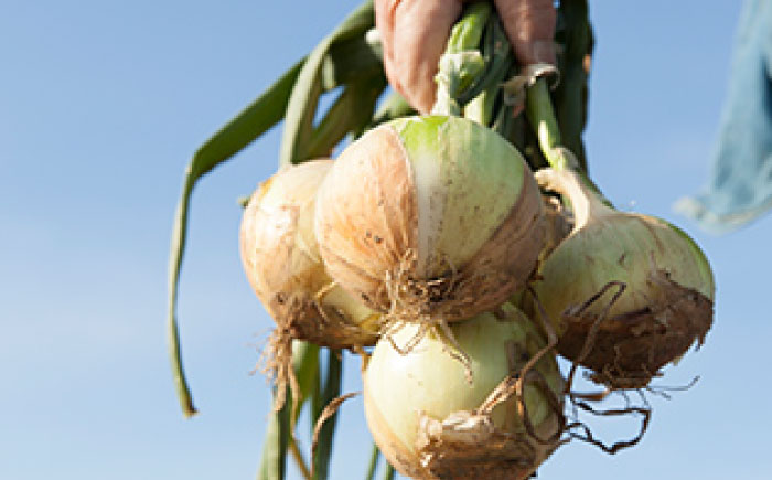 新玉ねぎ 10kg 【片渕農園】 [IDG001]