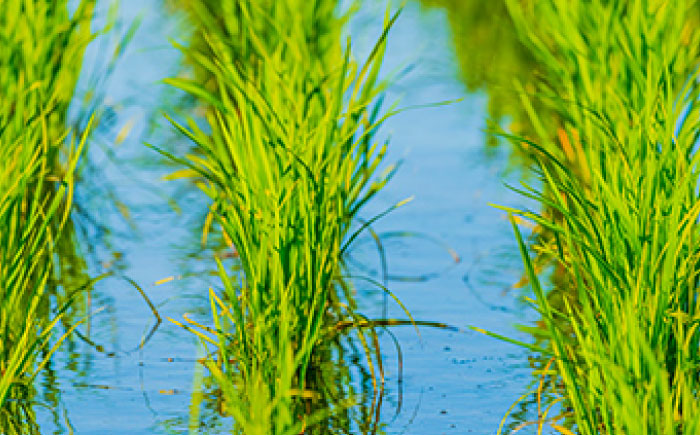 ヒノヒカリ 白米 5kg 【片渕農園】 [IDG003]