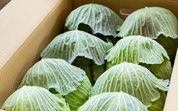 キャベツ 10kg（6-8玉） 【片渕農園】 [IDG005]