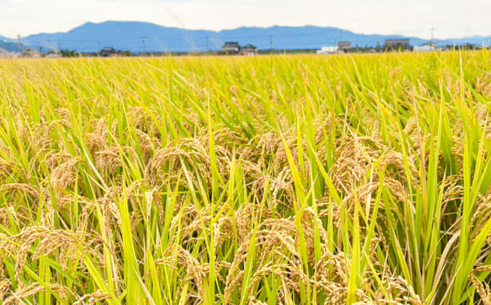【令和7年度産】ひのひかり 10kg 【勝農園】[IDK001]