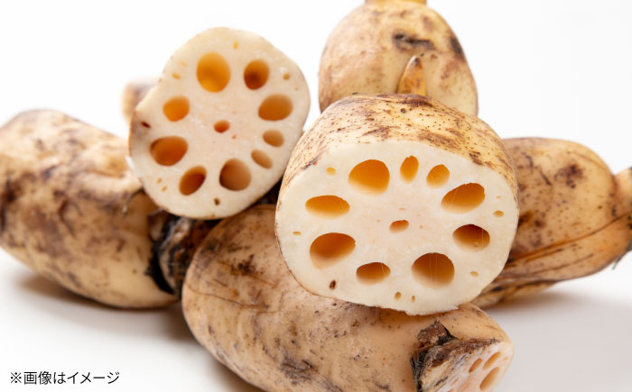 【年内発送】泥付きれんこん 約3kg 【勝農園】[IDK002]