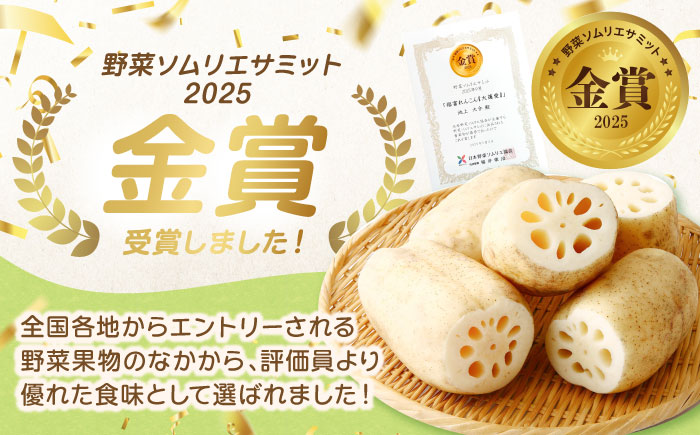 【R8年2月以降発送】泥付きれんこん 大蓮愛 3kg 【池上ファーム】 [IDN001]