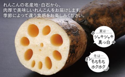 【年内発送】レンコンの名産地！白石町産 泥付き れんこん（3kg） /レンコン 蓮根 佐賀県産 野菜 根菜 高品質 [IZZ011]