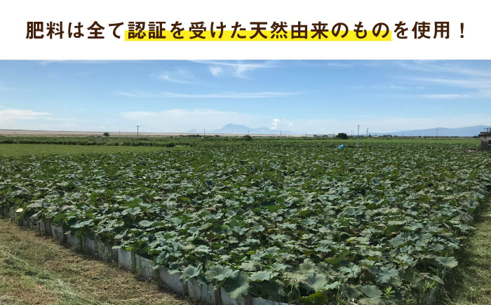 【年内発送】【節切り】（洗い）希少な オーガニック 福富 れんこん 1.5kg【中島農園】 佐賀県産 農家直送 直送 白石れんこん レンコン 蓮根 根菜 洗いれんこん 野菜 有機JAS 新鮮 白石町産 高品質 九州 佐賀県 白石町 [IBC003]