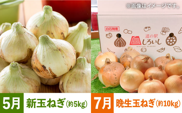 【6回定期便】【旬の農産物をお届け！】しろいし 産直定期便【道の駅しろいしカンパニー】野菜 [IAA042]