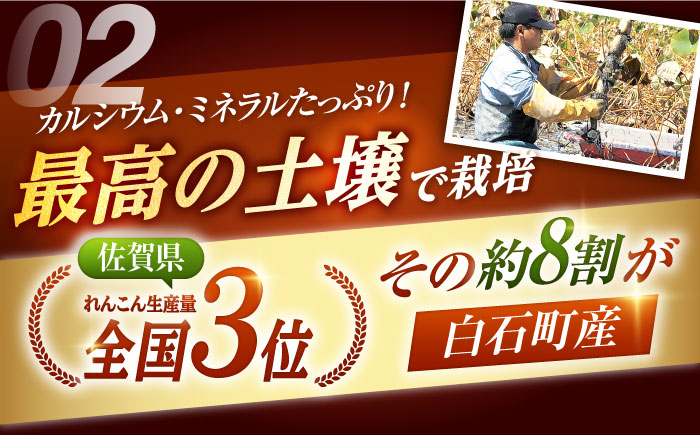 【2026年1月以降発送】白石町産 泥付きれんこん （4kg） 【佐賀県農業協同組合】レンコン 蓮根 野菜 根菜 佐賀県産 九州 佐賀県 白石町 [IAK015]