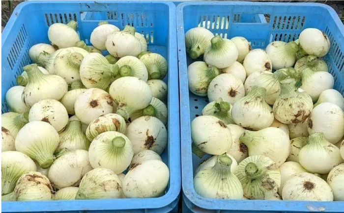 【先行予約】【全3回】農家直送！玉ねぎとスイートコーンの定期便【玉葱農家 陣内ちひろ】玉葱 玉ねぎ たまねぎ 新玉ねぎ 新玉葱 晩生 とうもろこし コーン [IAO015]