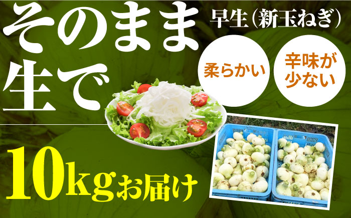 【2回定期便】農家直送 玉ねぎ 定期便 10kg/回 【玉葱農家 陣内ちひろ】玉葱 たまねぎ 新玉ねぎ 新玉葱 晩生 [IAO027]