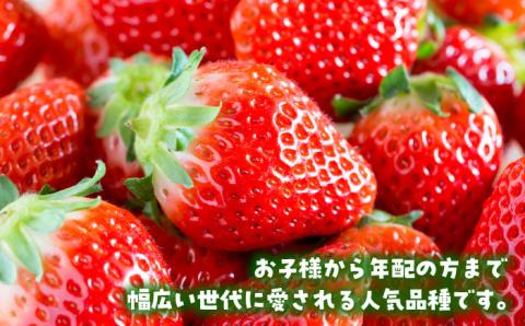 【先行予約】【農家直送】【化粧箱入り】白石産いちご「さがほのか」400g【岸川農園】イチゴ [IAP003]