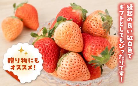 【先行予約】【農家直送】淡雪＆さがほのか赤白いちごセット各220g 【岸川農園】イチゴ [IAP007]