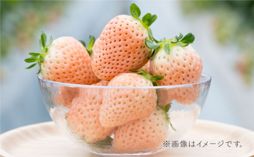 【先行予約】【全4回定期便】いちご4品種食べ比べ白いちごなど希少品種も！【岸川農園】イチゴ [IAP011]