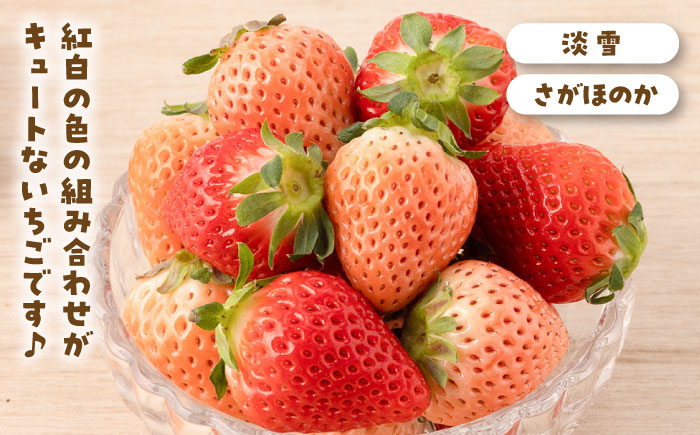 【先行予約】【全3回定期便】赤白 いちご 食べ比べ 【岸川農園】イチゴ [IAP030]