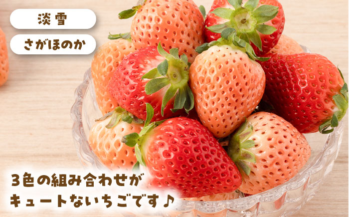 【R8年1月以降発送】【4回定期便】岸川農園の自慢の赤白いちご（淡雪・さがほのか・こころの色・冷凍いちご） 【岸川農園】 [IAP046]