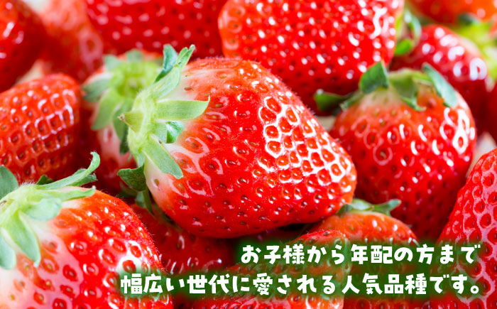 【R8年1月以降発送】白石産いちご「さがほのか」 220g×2パック 【岸川農園】 [IAP048]