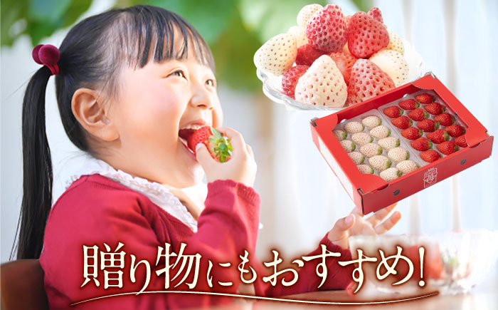 【R8年3月以降発送】【全3回定期便】希少白いちごパールホワイト、さがほのかと冷凍いちご【ハヤシダファーム】イチゴ [IAQ010]