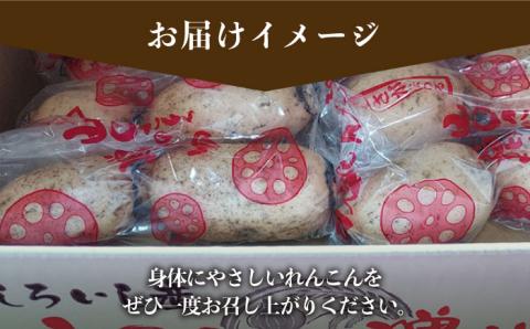 【年内発送】【農家直送！】 洗いれんこん 2kg（500g×4袋） ～山口さんちの贈り物～【y'scompany】佐賀県産 れんこん レンコン 洗い 洗いれんこん  人気 高評価 九州 佐賀県 白石町 [IAS003]