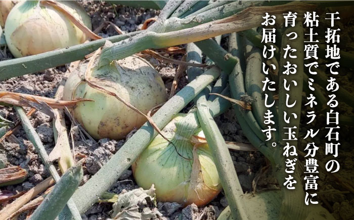 【先行予約】【農家直送！】こだわり 玉ねぎ 約5kg 山口さんちの贈り物 【y'scompany】 タマネギ  [IAS011]