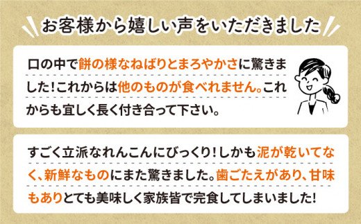 【R8年1月以降発送】おいしさ絶品！こだわりれんこん 約2kg 化粧箱 （白）【黒木農園】泥付き [IAU001]