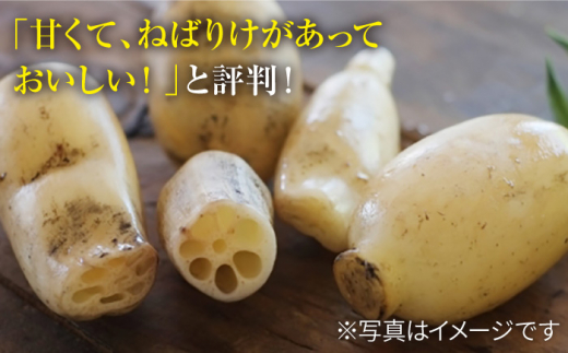 【R8年1月以降発送】ギフトにも！ 極上れんこん 約2kg 化粧箱（黒）【黒木農園】泥付き [IAU002]