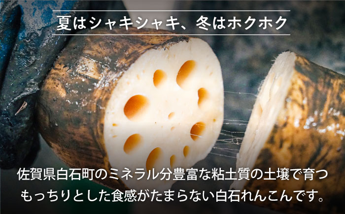 【年内発送】【農家直送！】 れんこん（泥付き） 2kg 【れんこんの家やました】/ レンコン 蓮根 佐賀県産 白石町産 野菜 根菜 高品質 九州 佐賀県 白石町 [IAW002]