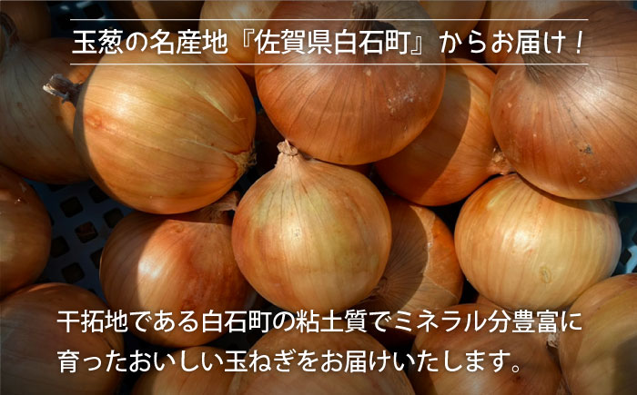 【全2回定期便】5月6月発送 こだわり 白石 玉ねぎ 10kg【れんこんの家やました】玉葱 [IAW007]