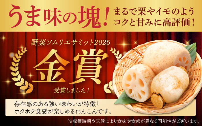 【年末発送】【先行予約】【金賞受賞！】松尾青果のこだわり白石れんこん 約3kg【松尾青果】 [IBD019]