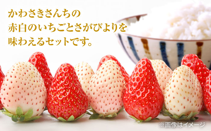 【R7年12月以降発送】【全4回定期便】いちごとお米の贅沢定期便（1） 【かわさきいちご】 [IBG019]