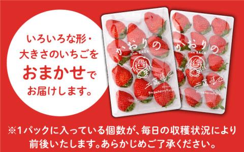 【先行予約】甘い香り広がる！ かおり野 240g×2パック 【StrawberryFarm-K】いちご [IBJ003]