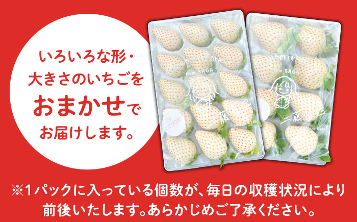【R8年1月以降発送】【幻の白いちご】 こころの色 220g×2パック 【StrawberryFarm-K】 [IBJ010]