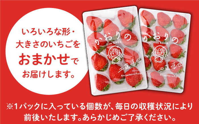 【先行予約】上品な香りの「かおり野」240g×4パック 【StrawberryFarm-K】 いちご [IBJ012]